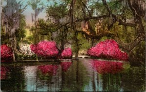 Vtg Charleston SC Magnolia Gardens Scenic Lake View 1940s Hand Colored Postcard