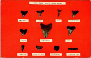 Sharks Teeth Found Along Florida Shores