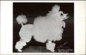 Show Dog Pedigree Poodle Silhou-Jette's Real Photo Postcard #3