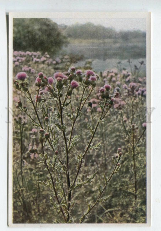427941 Flower Cirsium palustre Vintage Sammelwerk Tobacco Card w/ ADVERTISING