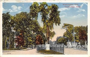 Washington Elm - Cambridge, Massachusetts MA Postcard
