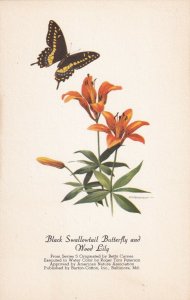 AS: Black Swallowtail Butterfly and Wood Lily, 1900-10s