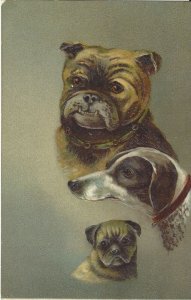  Dogs -3- Embossed - Series #245 Postcard Pug, Pointer +