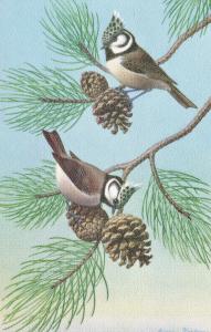 US    PC749  BIRD PAINTING BY ALFRED MAINZER