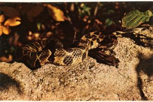 Timber Rattlesnake 