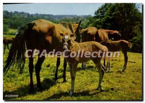 Postcard Modern Pompadour National Stud Breeding In