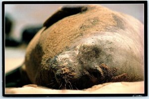 Postcard - Hawaiian Monk Seal (Endangered Species), Kauai - Hawaii