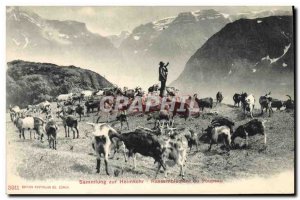Old Postcard Goat herd Rally