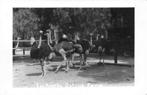 Los Angeles Ostrich Farm, real photo Ostrich Unused 