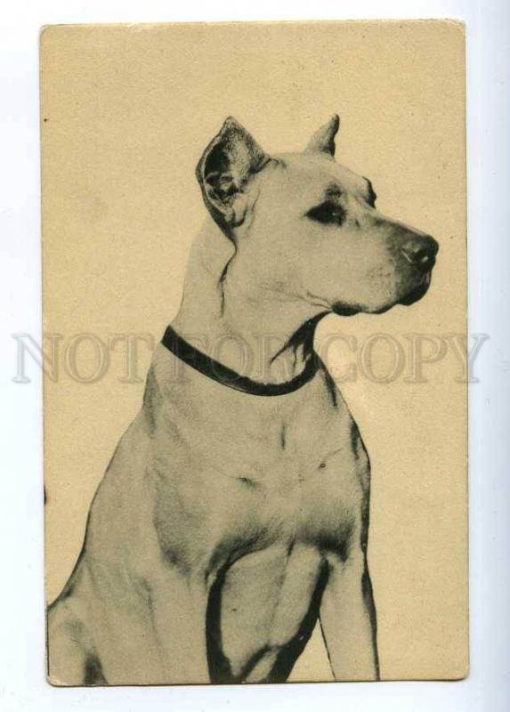 202361 GREAT DANE Dog Vintage postcard