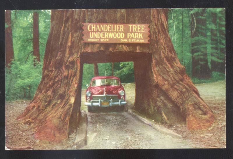 UNDERWOOD PARK REDWOOD HIGHWAY CALIFORNIA DRIVE THRU TREE OLD POSTCARD