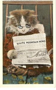 \Cat reading the News\  Nice American Cat Postcard