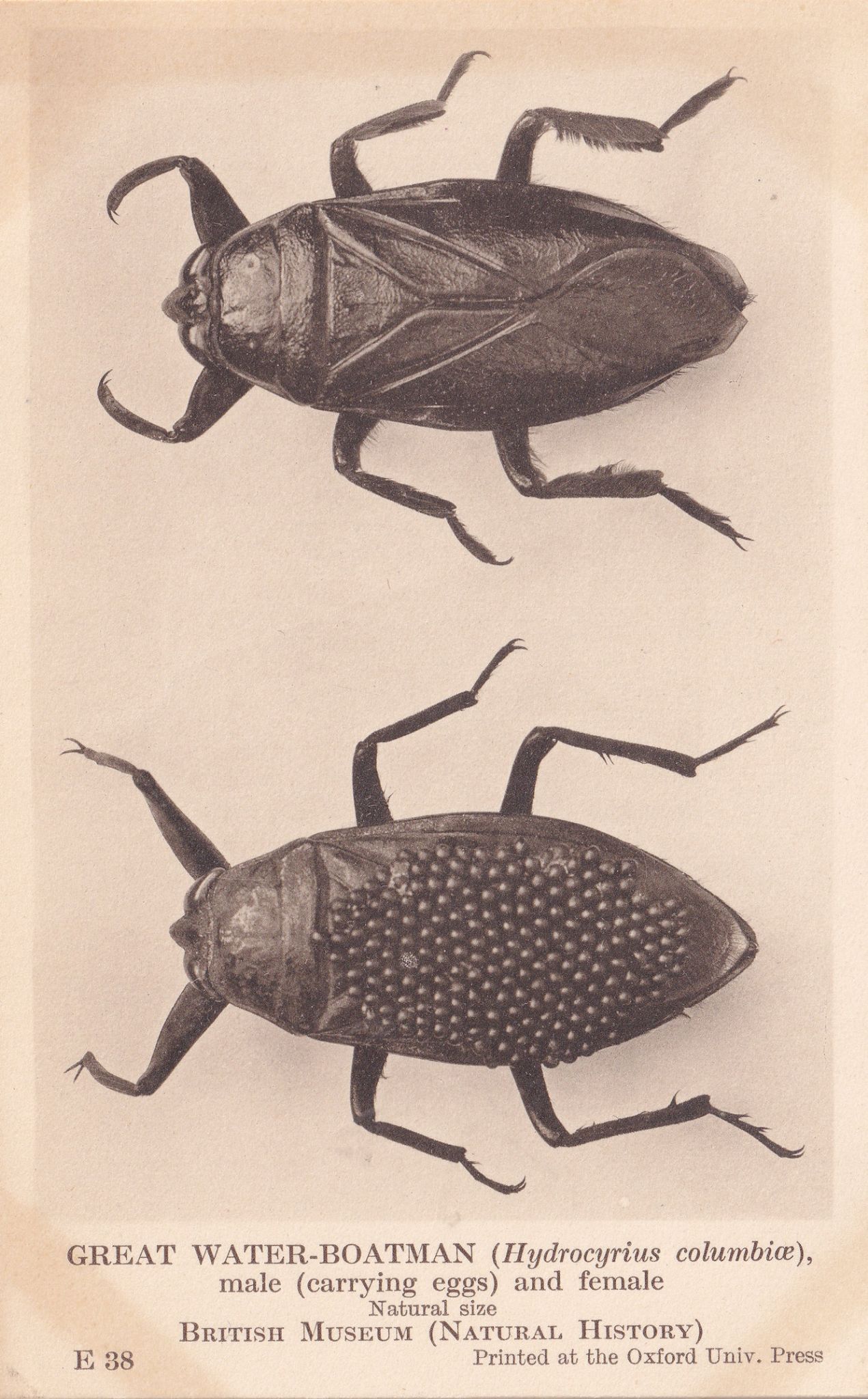 Great Water Boatman Beetle Natural History Museum Antique Rare Insect Postcard | Topics - Animals - Insects, Postcard / HipPostcard Great Water Boatman Beetle Natural History Museum Antique Rare Insect Postcard | Topics - Animals - Insects, Postcard / HipPostcard