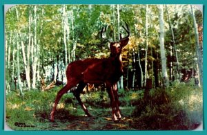 Wisconsin - Deer In The Velvet - [WI-257]