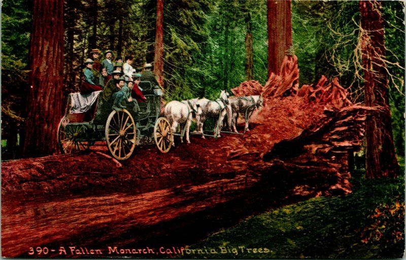 Vtg Postkarte 1910s Kalifornien Fallen Monarch Sequoia Pferd Cart Ed Mitchell Other Unsorted Postcard Hippostcard