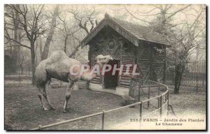 Paris Postcard Old Garden plants Camel (camel)