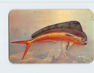 Postcard Dolphinfish, Atlantic Coast