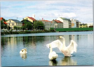 Postcard Iceland Reykjavik Swans at play on lake in central downtown