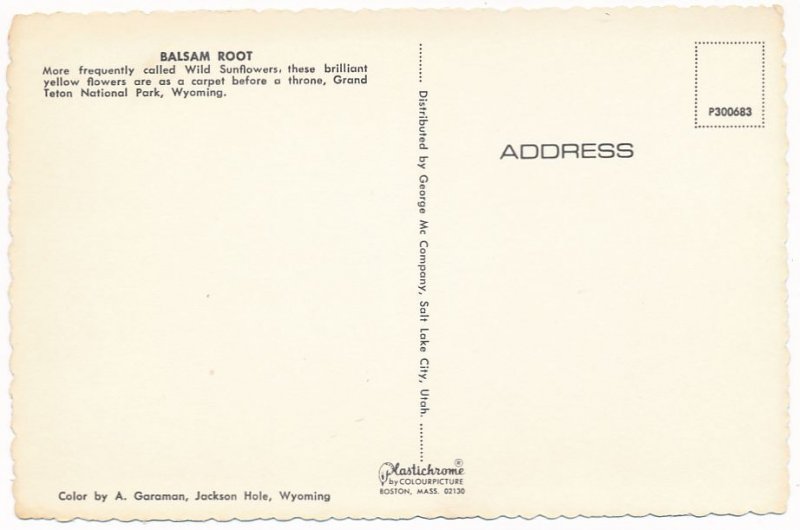 Balsam Root - Wild Sun Flowers - Grand Teton National Park WY, Wyoming