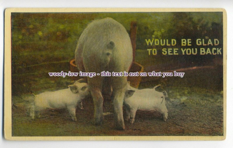 an0200 - Piglets Suckling from Sow,  Would be Glad to see you Back - Postcard 
