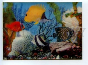 491264 SEA Fishes Amphiprion lenticular 3D Old postcard