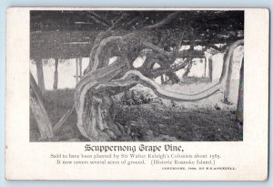 c1910 Roanoke Island North Carolina NC Vintage Postcard Scuppernong Grape Vine