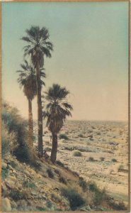 CALIFORNIA, CA ~ Handcolored DESERT MORNING Martin Gold Border #1224 Postcard