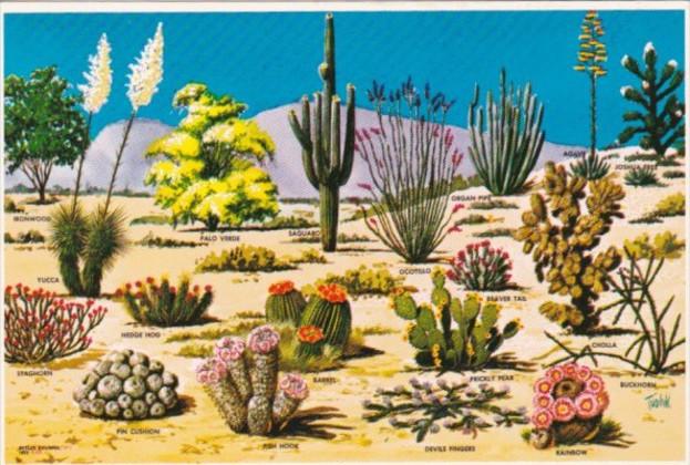 Cactus Cacti and Desert Flora Of The Great Southwest