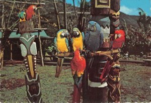 PARADISE PARK Honolulu, Hawaii Macaws Tikis Parrots 1968 Continental Postcard