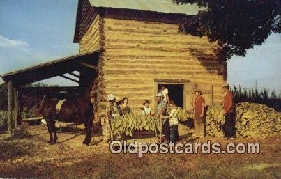 Stringing Tobacco, Harvest Time Farming Unused 