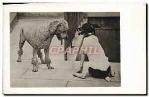 PHOTO CARD Poodle Dog Dogs
