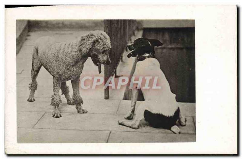 PHOTO CARD Poodle Dog Dogs