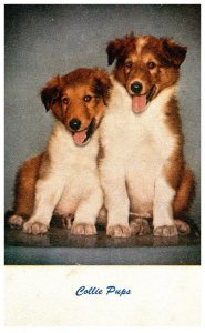 Dog  Collie Pups