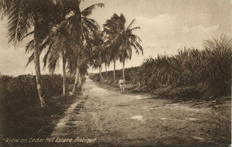 antigua, B.W.I., View on Cedar Hill Estate, Palm Trees (1910s) Postcard