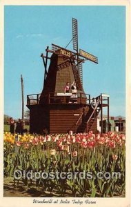 Windmill Nelis Tulip Farm