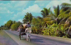 Philippines Bull and Cart On The Way To Market 1966