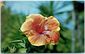 The Lovely Hibiscus Hawaiian Sunset as found through the State of Florida