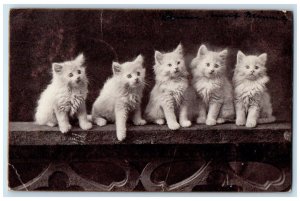 1906 Cute Cat Kittens Animals Carroll Lemars Iowa IA Posted Antique Postcard