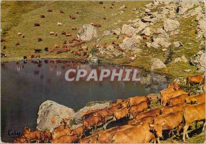 Modern Postcard Images of home Herd is was stopped on the shores of Little La...