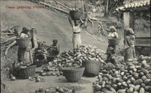 Ceylon Sri Lanka Indigenous Women Gathering Cocoa c1910 Vintage Postcard