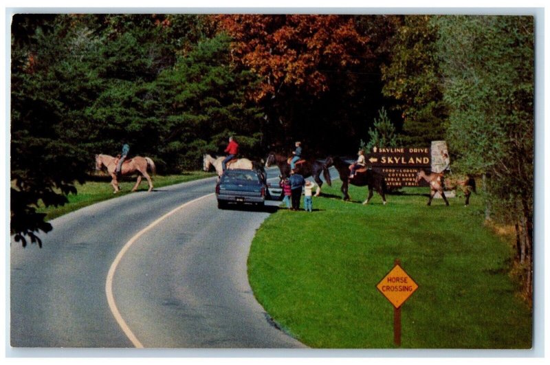 Riding Trail At Skyland Horses Car Shenandoah National Park Virginia VA Postcard