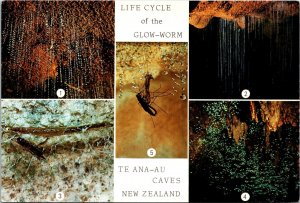 Life Cycle of the Glow-Worm Te Ana-Au Caves New Zealand Postcard