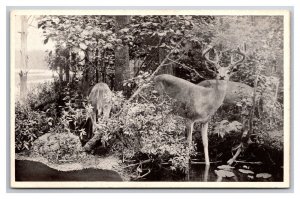 Northern White Tailed Deer Field Museum Chicago Illinois IL UNP DB Postcard Q24