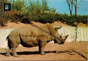 White Rhinoceros Country House Zoo Madrid Postcard PC319