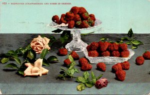 Oregon Midwinter Strawberries and Roses 1909
