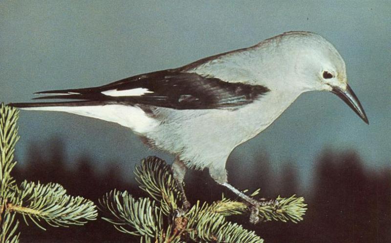 Clark's Nutcracker - Bird - Northern California to British Columbia