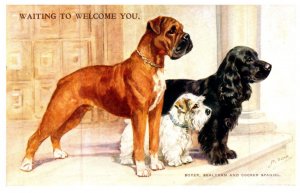 Dog ,  Boxer , Sealyham , Cocker Spaniel