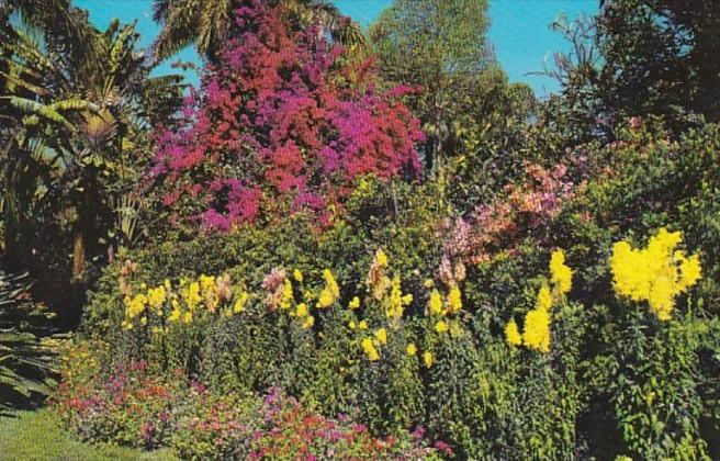 Florida St Petersburg Sunken Gardens Beautiful Bougainvilleas and Flowers