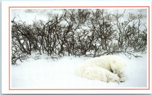 Postcard - Polar Bears