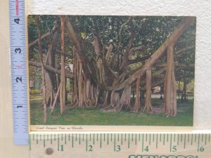 Postcard Giant Banyan Tree in Florida